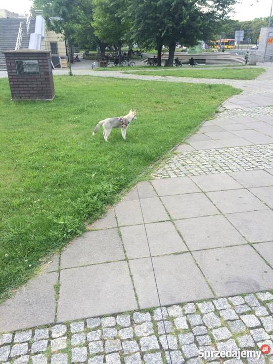 Siberian Husky RODOWÓD EU Paszport mazowieckie Warszawa