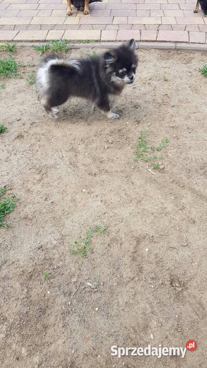 Śliczna suczka Szpic Miniaturowy Pomeranian Zwierzęta Ciechanów