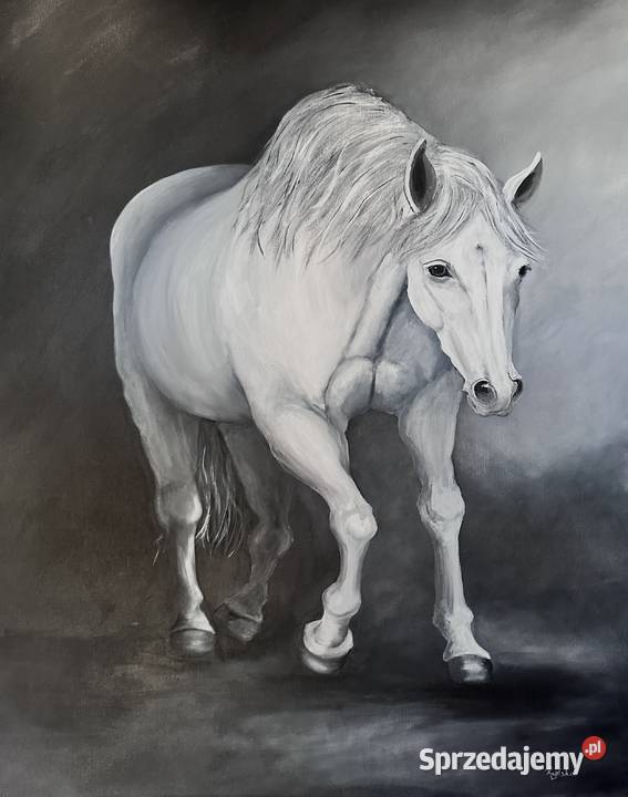 Obraz White horse