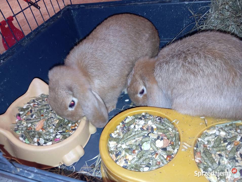 Króliki rasowe karzełki Króliki Przemków