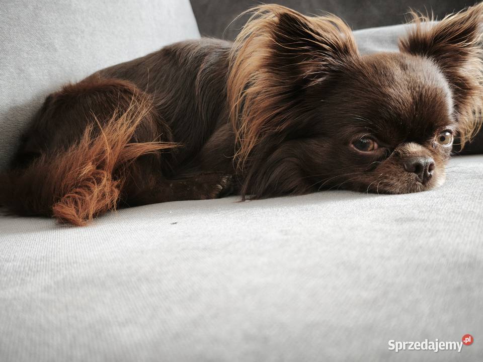 Długowłosy czekoladowy reproduktor chihuahua Chihuahua