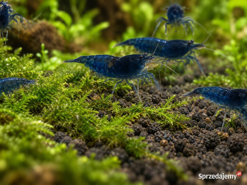 KREWETKA BLUE VELVET NEOCARIDINA DAVIDI kujawsko-pomorskie