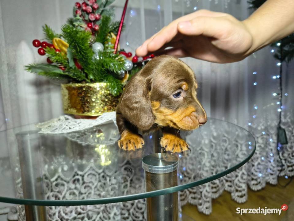 Jamniczek Choco Czekoladowy Jamnik Zwierzęta Żychlin