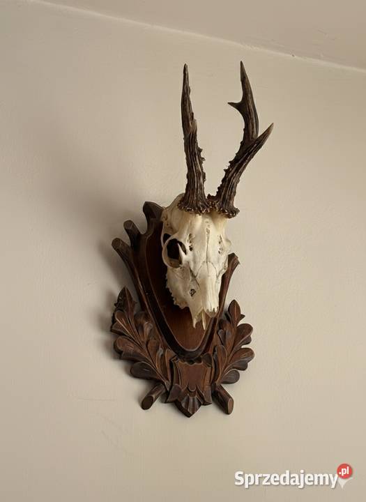 Trofeum myśliwskie Pozostałe Proszowice