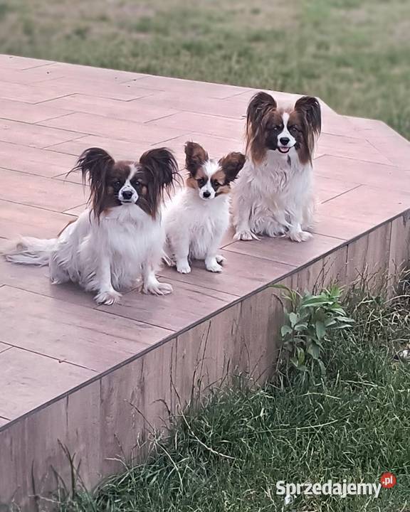 Papillon Spaniel Kontynentalny miniaturowy Rudnik Wielki