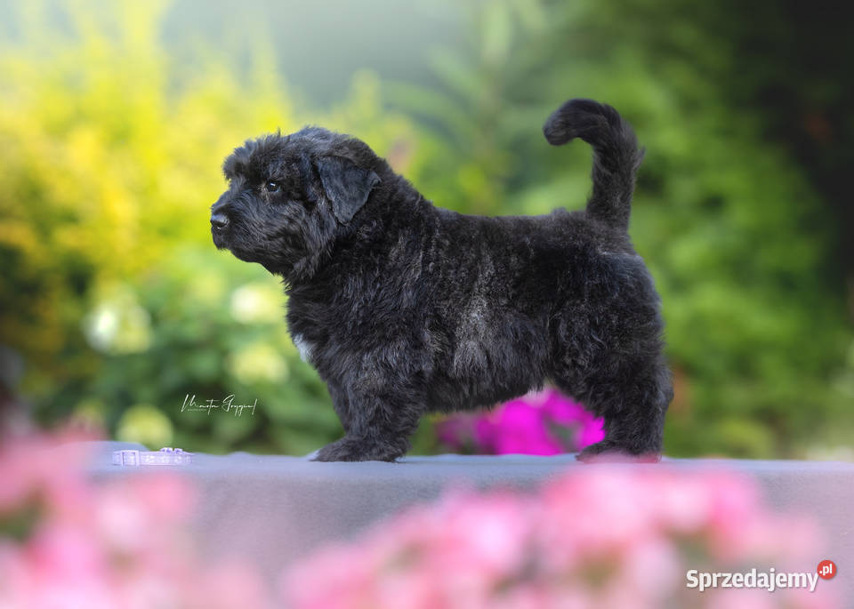 Bouvier des Flandres szczenięta Cuple