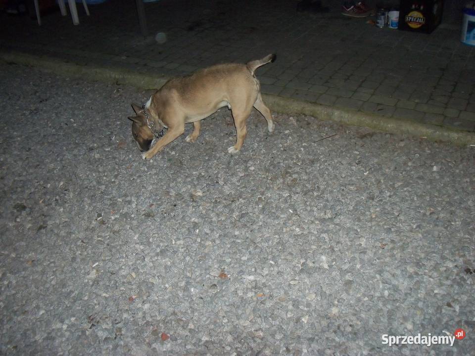 Bulterier reproduktor Radom sprzedam