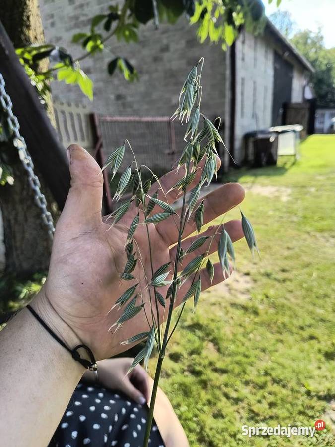 Owies Jary 2025 Ładny Miedźno