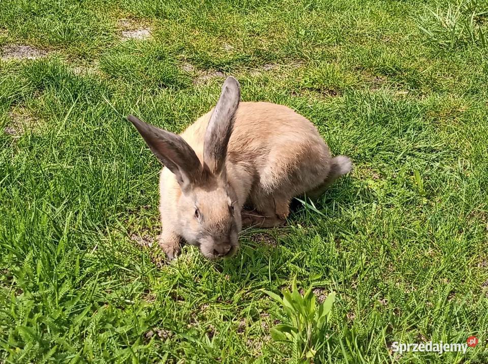 Samica srokacz niemiecki Górki