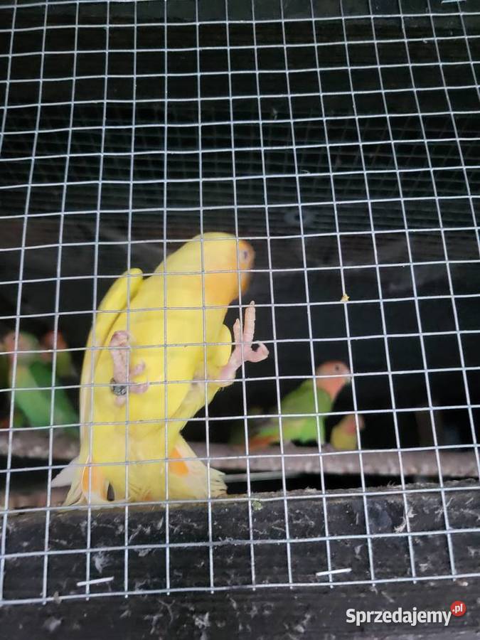 Papugi nierozłączki Wrocław