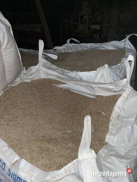 Żyto ozime Mysłów