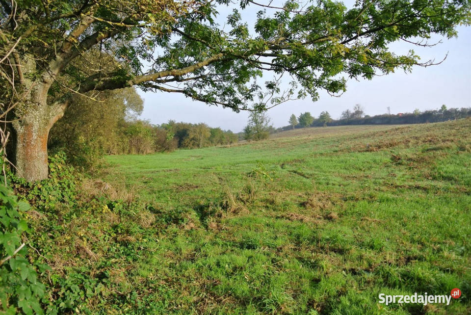 Ogłoszenie grunt 1230m2 Sobków handlowo-usługowa sprzedam