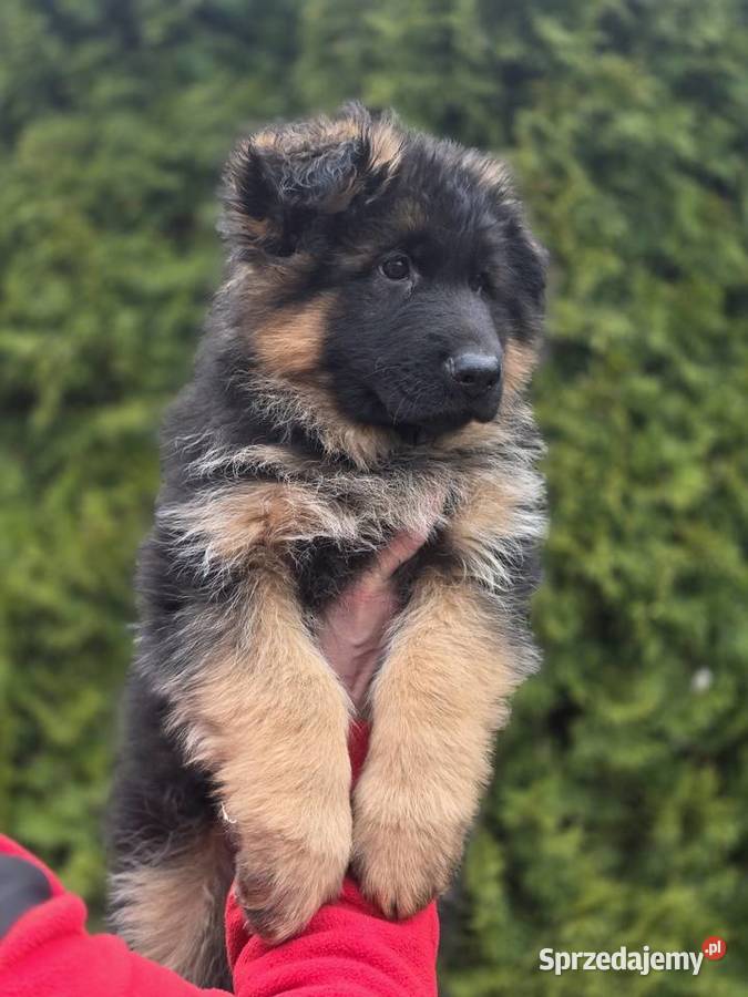 Owczarek niemiecki szczenieta FCI