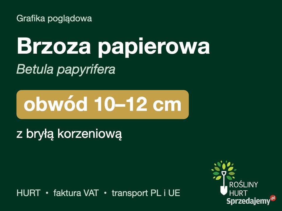 Brzoza papierowa Betula papyrifera obwód 1012 z