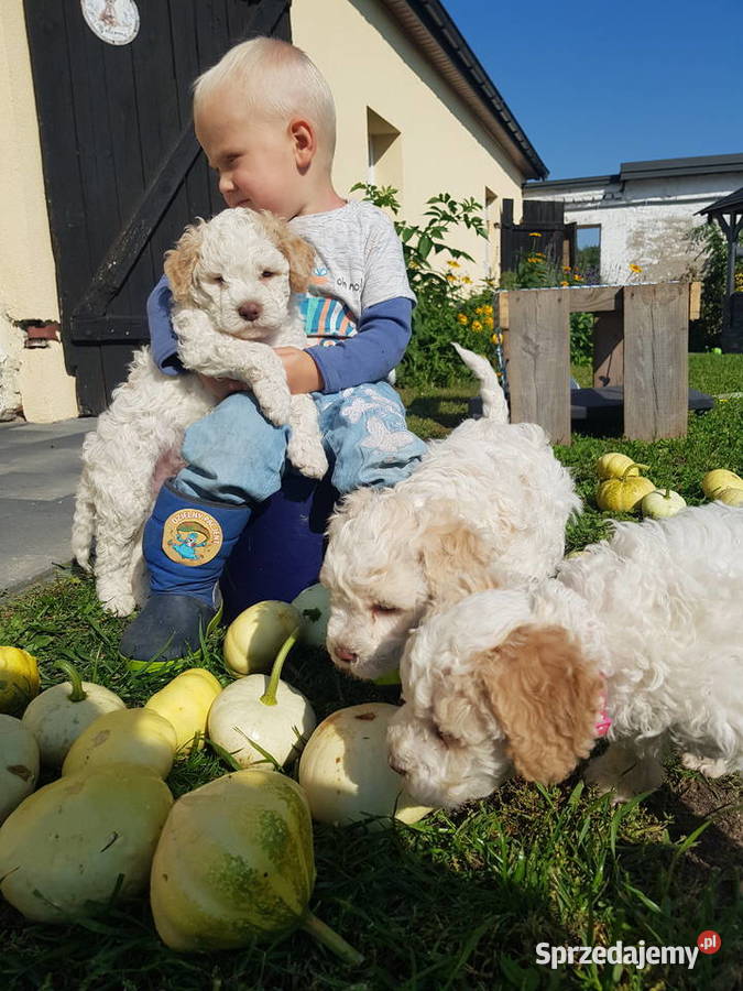 Szczenięta rasy lagotto romagnolo pieski zkwp