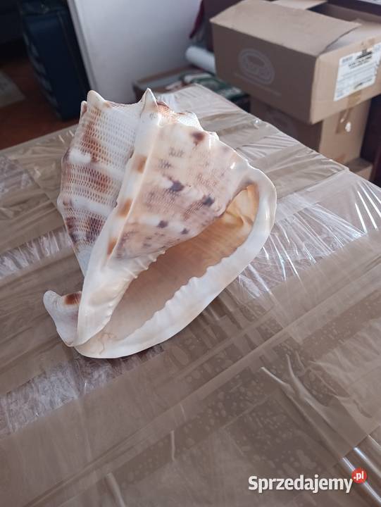 Muszle śląskie Sosnowiec