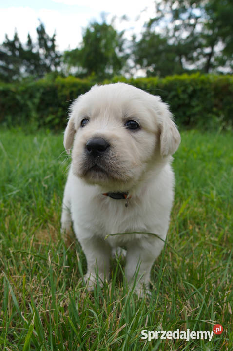 Golden Retriever szczeniaki z rodowodem