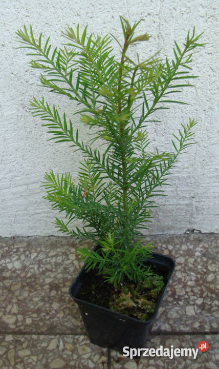 SEKWOJA ZAWSZEZIELONA sadzonki w doniczkach kujawsko-pomorskie