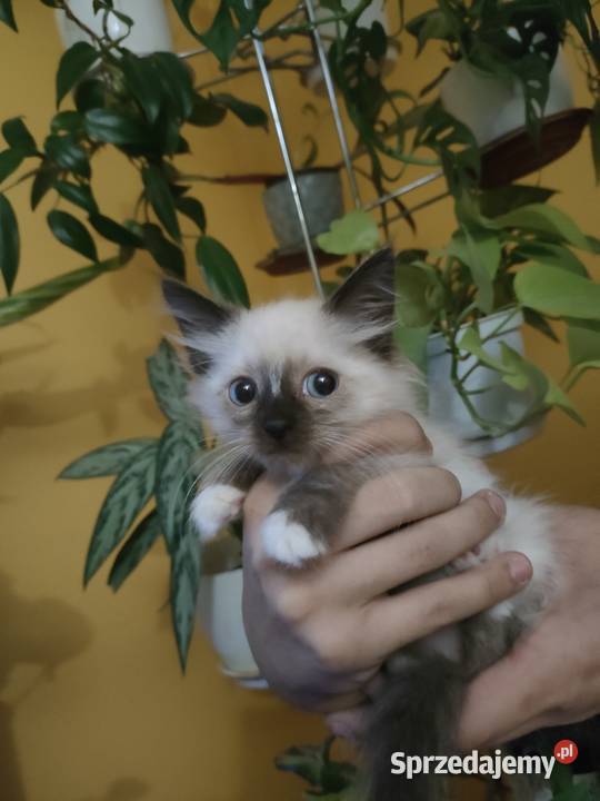 Kotek Syberyjski Neva masquard Bydgoszcz