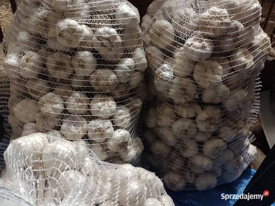 Sprzedam czosnek Pozostałe Słomniki