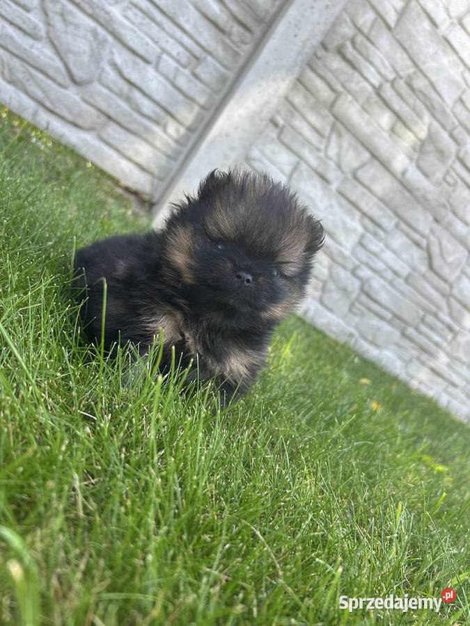 Szpic miniaturowy Boo Szpic miniaturowy Częstochowa
