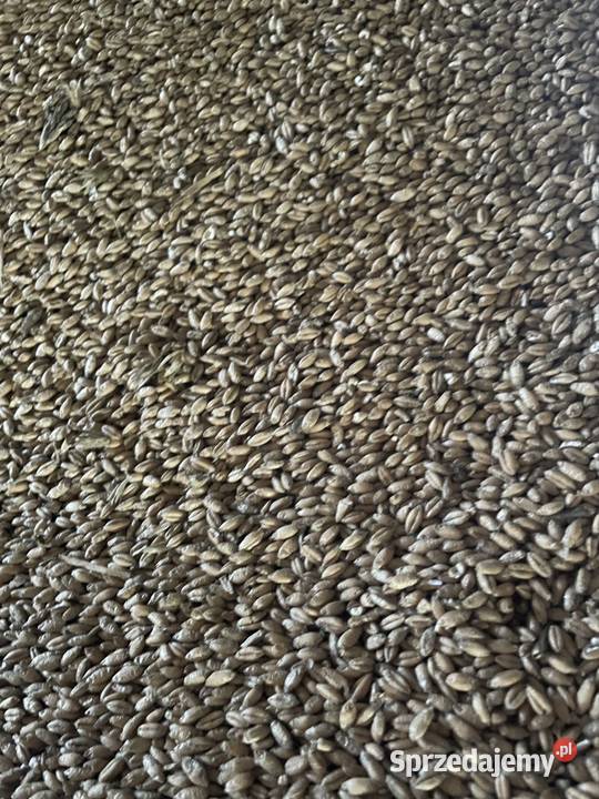 Pszenżyto Pustków sprzedam