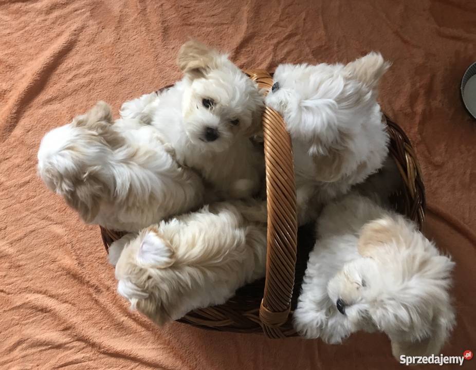 Hawańczyk Maltańczyk Tarnowo Podgórne