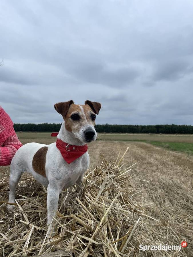 JACK RUSSELL TERRIER szczenięta wkrótce odbiór łódzkie Bełchatów sprzedam