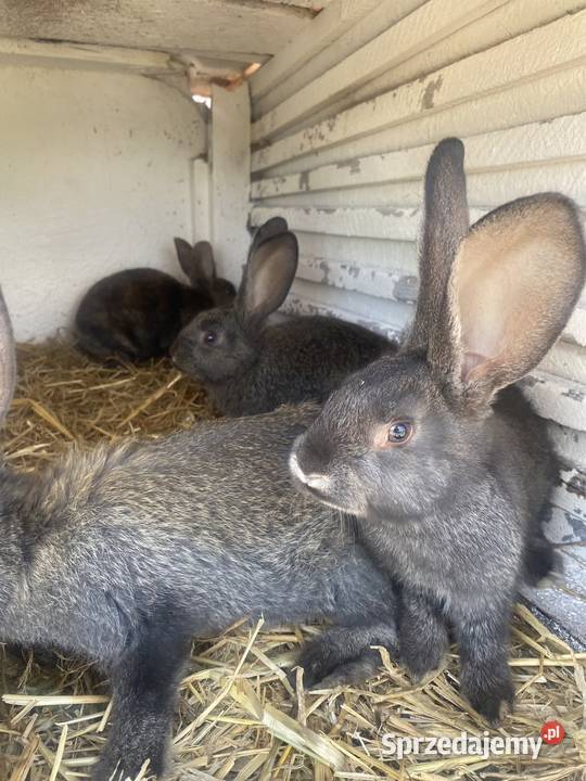 Króliki Rexy Belgi miniaturki