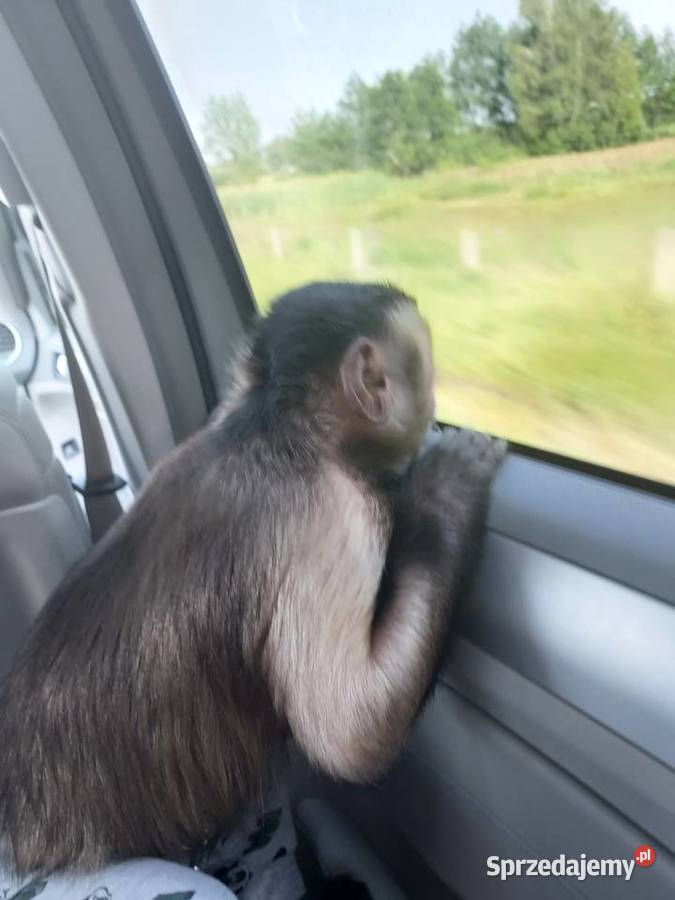 Sprzedam małpkę kapucynkę mazowieckie Duczki