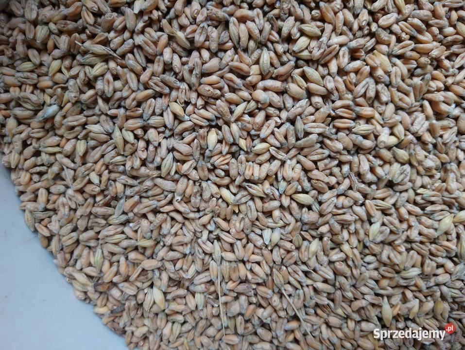 Pszenica elokogiczna jara Monsun Bukowa