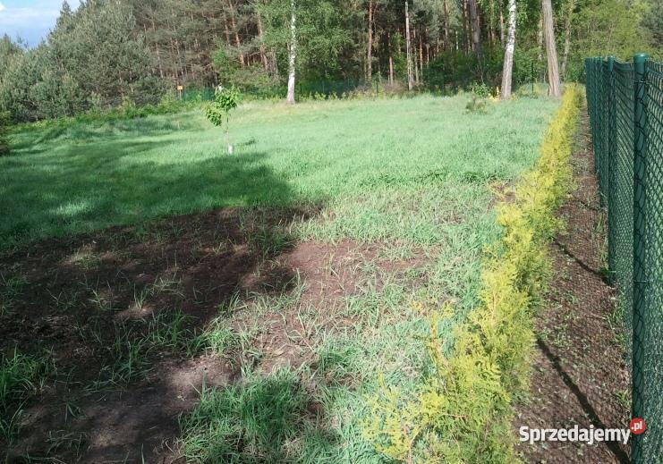 Dzikowo działka 1000 m Dzikowo sprzedam