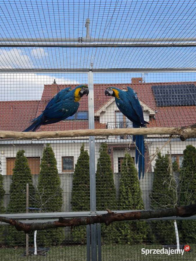Ara Ararauna dorosłe ptaki wielkopolskie