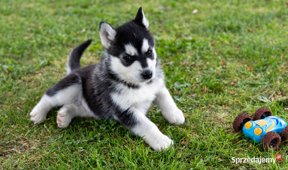 Śliczny piesek Husky szczeniak z rodowodem Husky Wola Zarczycka