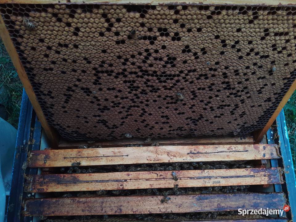 Odkłady pszczele pszczoły ramka WLP matki Wólka Radzymińska