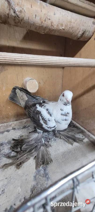 Gołębie widyn polski Skierniewice