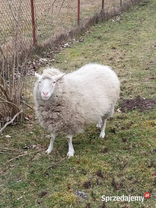 Sprzedam owce Bełchatów