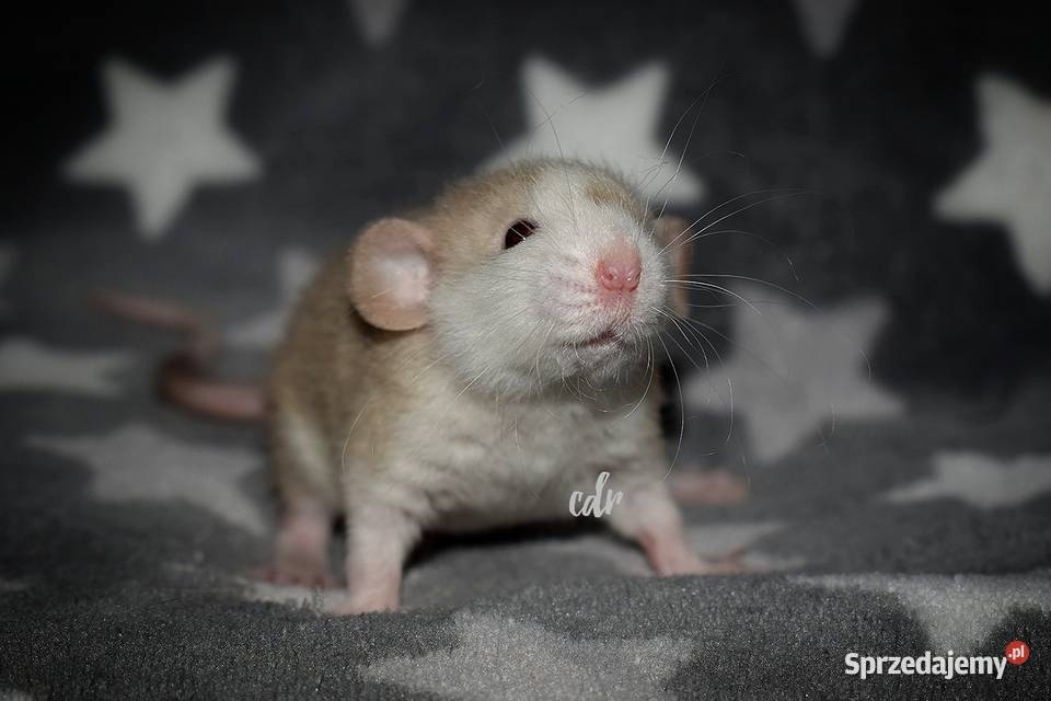 Szczurki szczury szczur dumbo Gryzonie Wrocław sprzedam