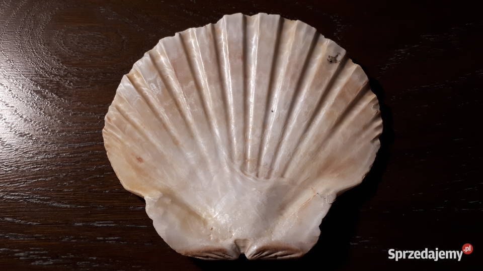 Świecznik na tealighty muszla śląskie Rybnik