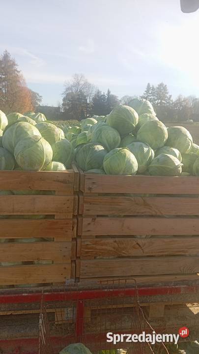 Kapusta structa Miechów sprzedam