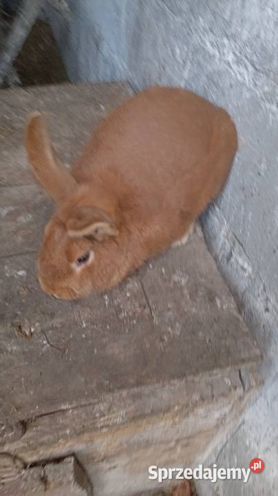 Sprzedam królika samice nowozelandzko Rabiany