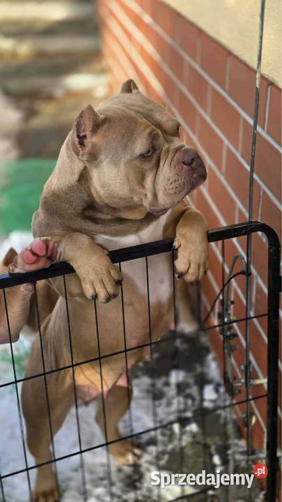 Szczeniaki American Bully Pocket Zakopane