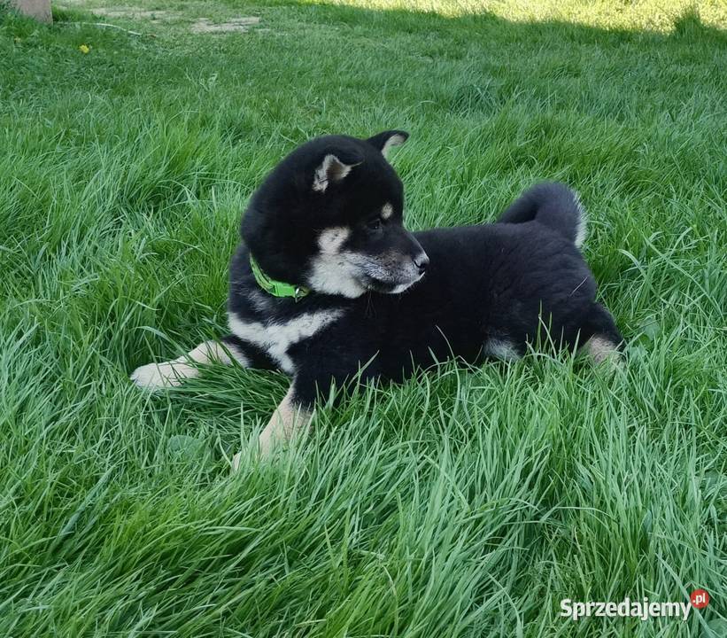 SHIBA INU Nowy miot przyjmujemy zamówienia Bychawka Trzecia sprzedam