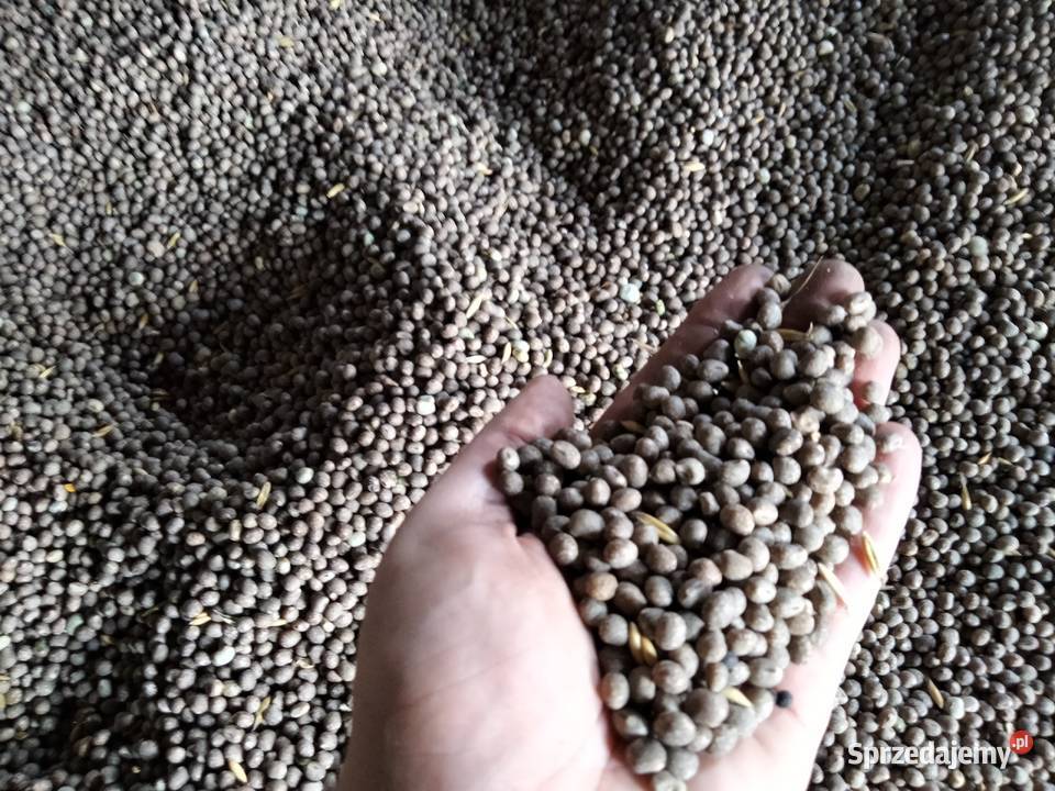 Łubin żółty zbiór 2024 Nowowola