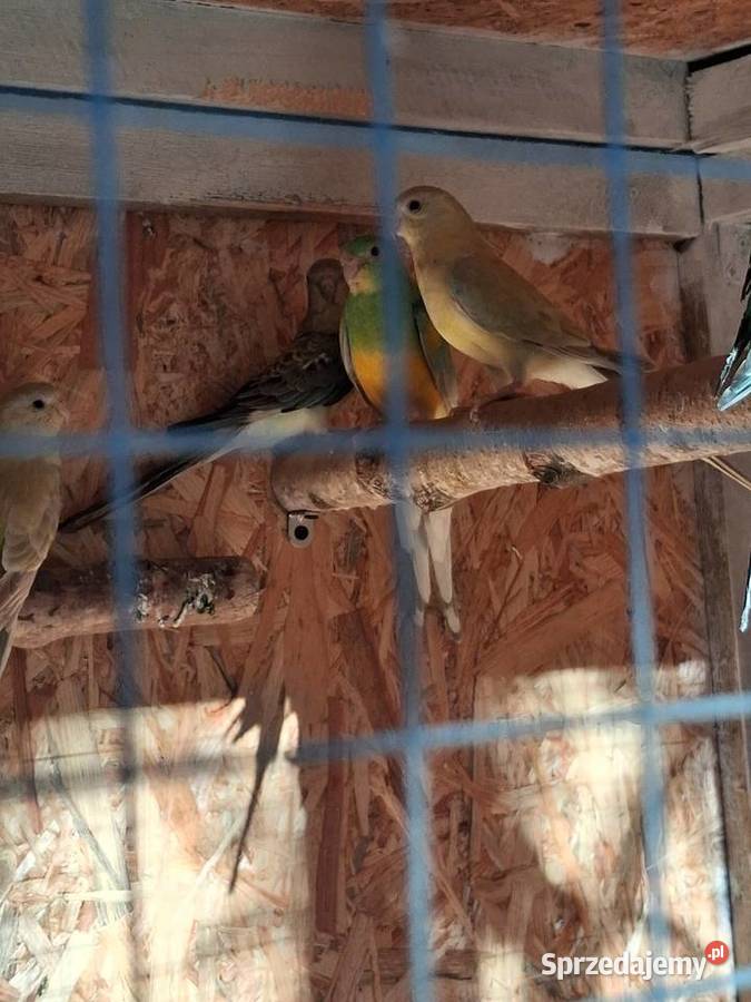 Młode papugi świergotki