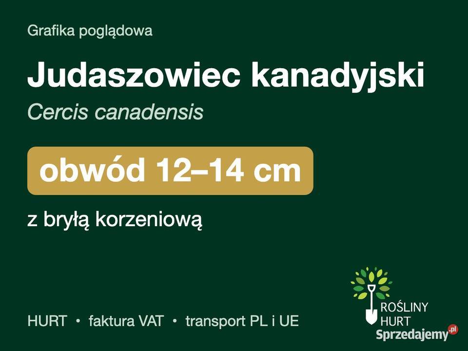 Judaszowiec kanadyjski obwód 1214 z bryłą HURT wielkopolskie