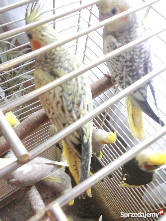 papugi faliste nimfy i kozy Zamość