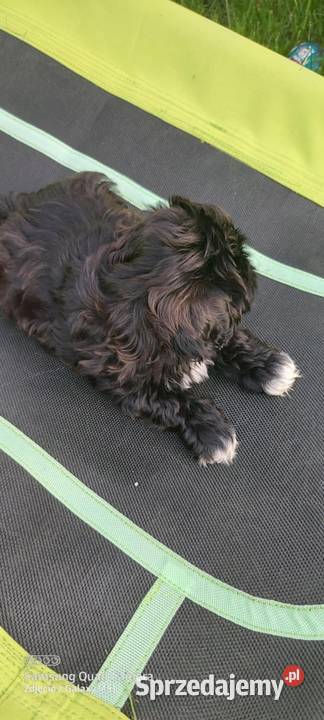 Shih TZU śliczny piesek trikolor wielkopolskie Gruszczyn sprzedam