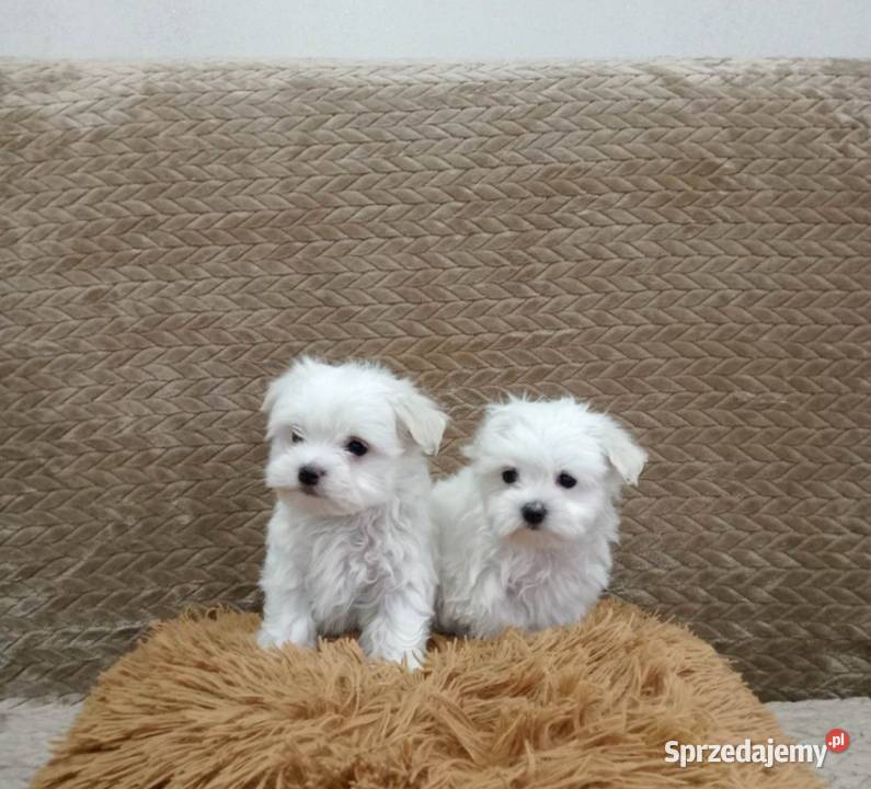 Maltańczyk Maltańczyk Maltańczyk małopolskie Wietrzychowice