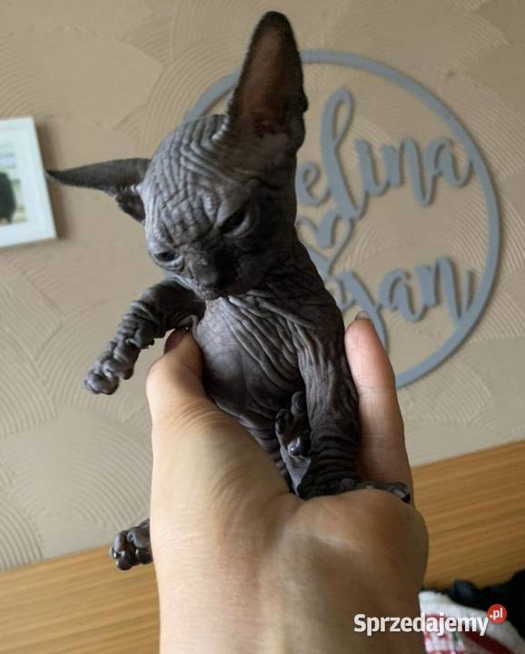 Bambino Warszawa Sfinks mazowieckie